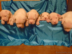 Американский бульдог-щенки #733472