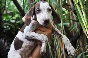 Щенки Курцхаара #758770