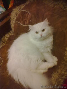 кошка ищет себе друга #777504