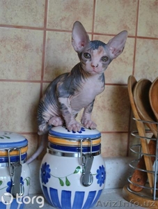 Сфинксы канадские #781725