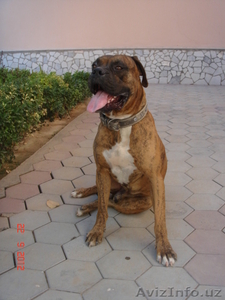 Продаются чистокровные щенки Боксёра #771114