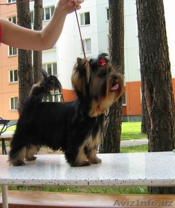 щенок йоркширского терьера,  мальчик #767903