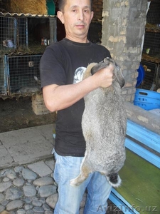 КРОЛИКИ ВЕЛИКАНЫ #792861