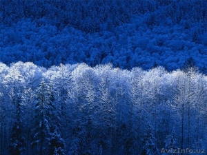 ПРОДАМ ДОМ В ТАШКЕНСКОИ ОБЛАСТИ #788732