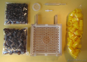 Джентерский сот #820616