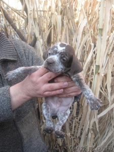 Щенки охотничьей породы. #826334