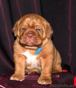 продаются щенки бордоского дога #834051