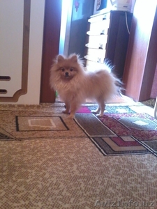 Продам немецкого шпица #865814