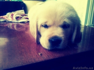 Элитные щенки лабрадора #891676