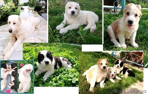 ЩЕНКИ АЛАБАЯ С РОДОСЛОВНОЙ! #887217