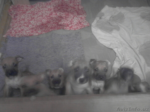 продаю щенков пидбуля #887506