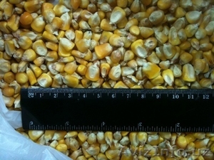 Продам соевый жмых,  кукуруза фуражная #900817