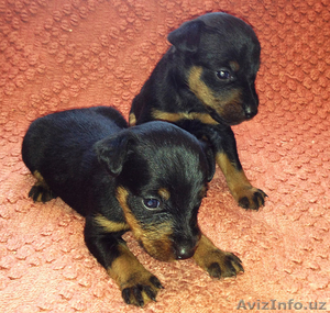 Продаю щенков Ягд Терьера.(две сучки)от рабочих родителей #897928