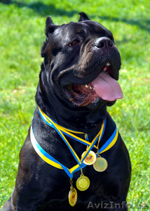 продаю-щенки кане корсо #918577