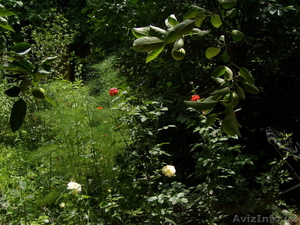 продам дачу паркентском районе #912727