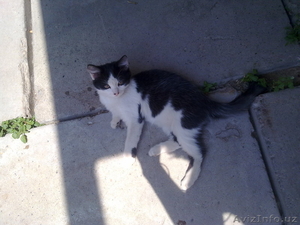 отдам котят даром #930031