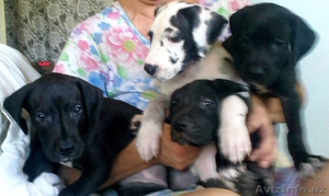 продам щенков крупной породы нем. дога .Возраст 1, 5 месяца.торг не уме #943085