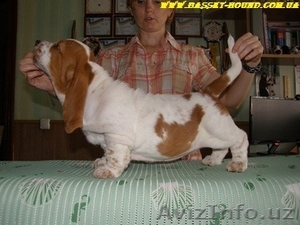 Щенки бассет хаунда #947025