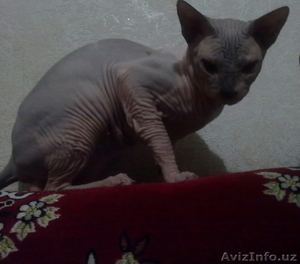 Вязка!!! Шикарный сфинкс ждет кошечек на вязку #975776