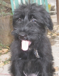 Щенки Ризеншнауцера #972169