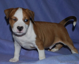 Великолепные щенки амстафф терьера #999246