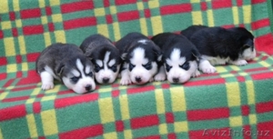 Щенки сибирский хаски #999247