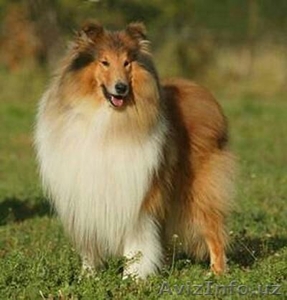 колли 1.5 года кабель #994082