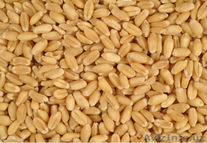 продаю крупным оптом (вагонными партиями) ПШЕНИЦУ мягкую (из Казахстана) 3-класс #986860