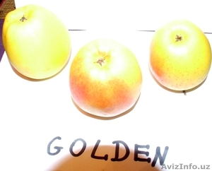 Продам высококачественные яблоки.Польша #1002480