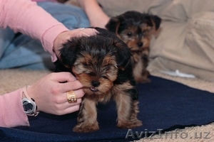 Йоркширского терьера щенки ищут новый дом #1011149