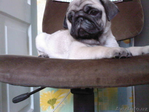 Продаются щенки ротвейлера и бардоского дога  #1013712