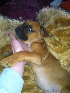 Продаются щенки #1016921