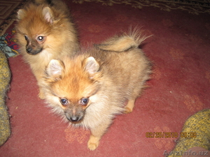 Продаются Щенки Немецкого Шпица #1026119