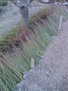 саженцы шиповника #1062829