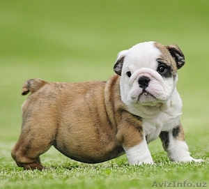 Английский бульдог щенки  #1063666