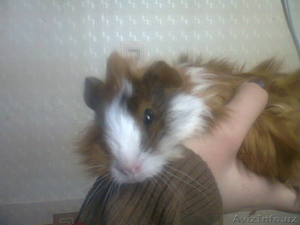 Морские свинки и хомячки #1055866