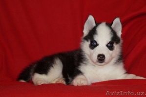 Хаски прекрасные глазки #1081180