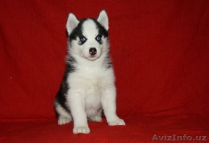 Продам щенков хаски #1081174