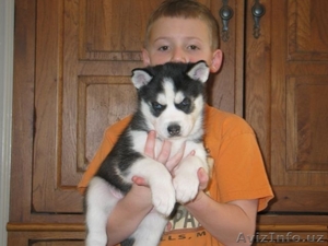 Перспективные щенки хаски #1081176