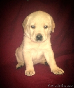 отличные щенки лабрадора #1072572