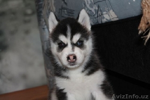 сибирской хаски #1081177