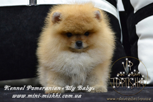 Шикарнейшие мини-щенки карликового померанского шпица SHOW-Classa!!! #1089675