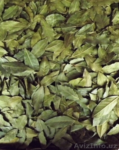 Грузинский лавровый лист,  специи и приправы #1094415