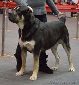 Щенки САО (алабай, тобет) от рабочих родителей #1108715