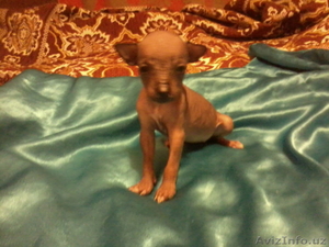 Голый Мексиканец лечебная порода собак #1108982