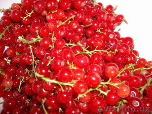 Кусты красной смородины #1104973