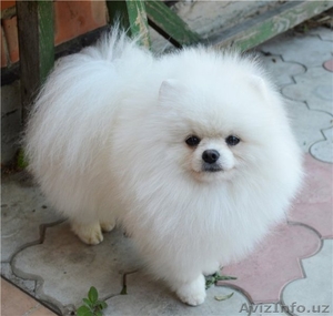 Продам щенков Померанского Шпица,  Крем,  Белые,  Оранж,  Супер Щенки #1125365