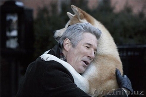 Предлагаем щенков Акита-ину,  легендарная 