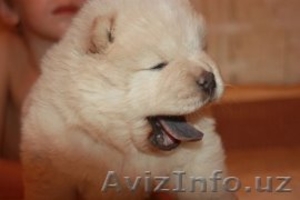 Щенки чау-чау.Окрас крем. #1116332