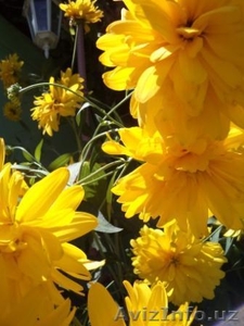  Дом-сказка в Ташморе свет,  газ,  вода,  прописка=ташкентской #1115631